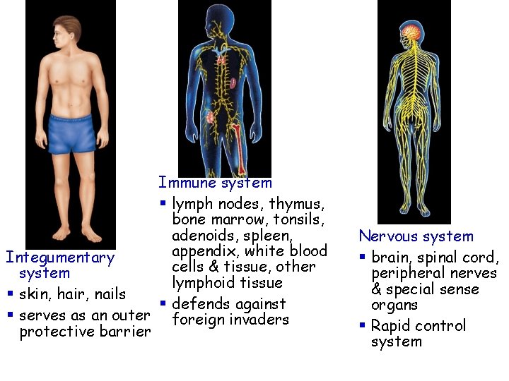 Immune system § lymph nodes, thymus, bone marrow, tonsils, adenoids, spleen, appendix, white blood