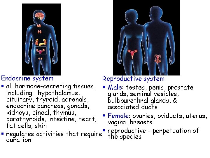 Endocrine system Reproductive system § all hormone-secreting tissues, § Male: testes, penis, prostate including: