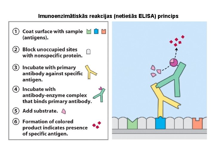 Imunoenzimātiskās reakcijas (netiešās ELISA) princips 