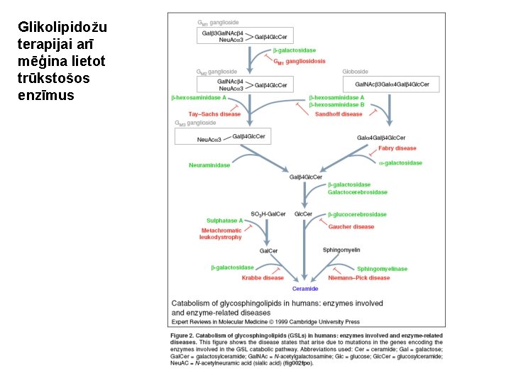Glikolipidožu terapijai arī mēģina lietot trūkstošos enzīmus 
