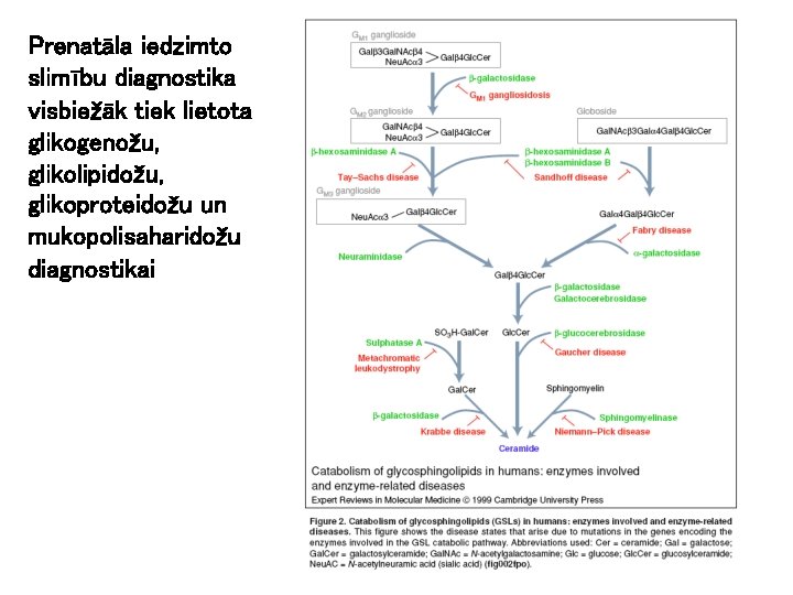 Prenatāla iedzimto slimību diagnostika visbiežāk tiek lietota glikogenožu, glikolipidožu, glikoproteidožu un mukopolisaharidožu diagnostikai 