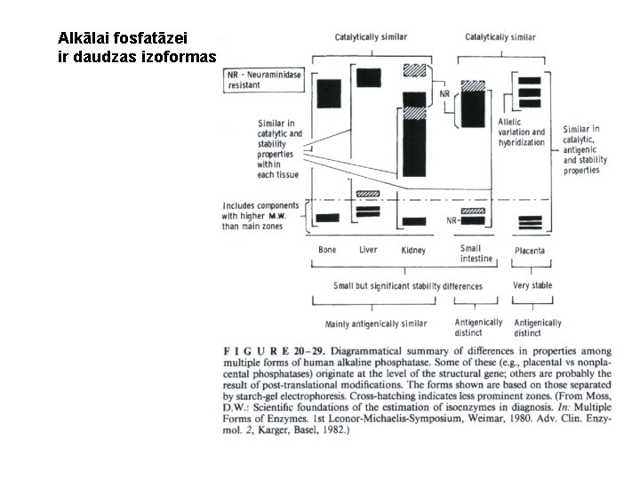 Alkālai fosfatāzei ir daudzas izoformas 