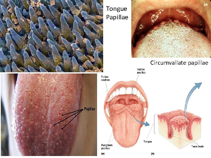 Tongue Papillae Circumvallate papillae 