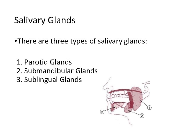 Salivary Glands • There are three types of salivary glands: 1. Parotid Glands 2.