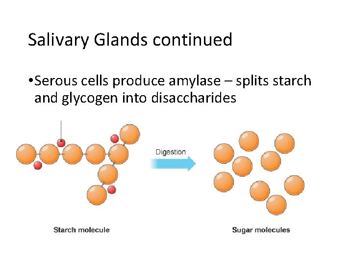 Salivary Glands continued • Serous cells produce amylase – splits starch and glycogen into