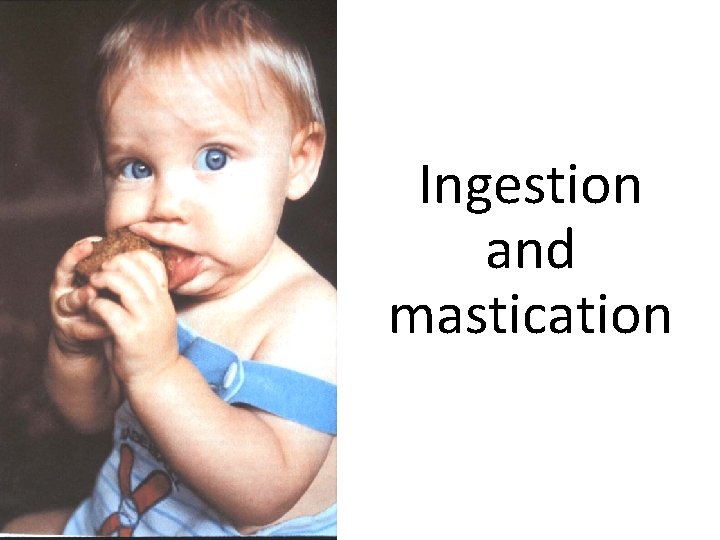 Ingestion and mastication 