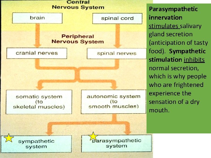 Parasympathetic innervation stimulates salivary gland secretion (anticipation of tasty food). Sympathetic stimulation inhibits normal