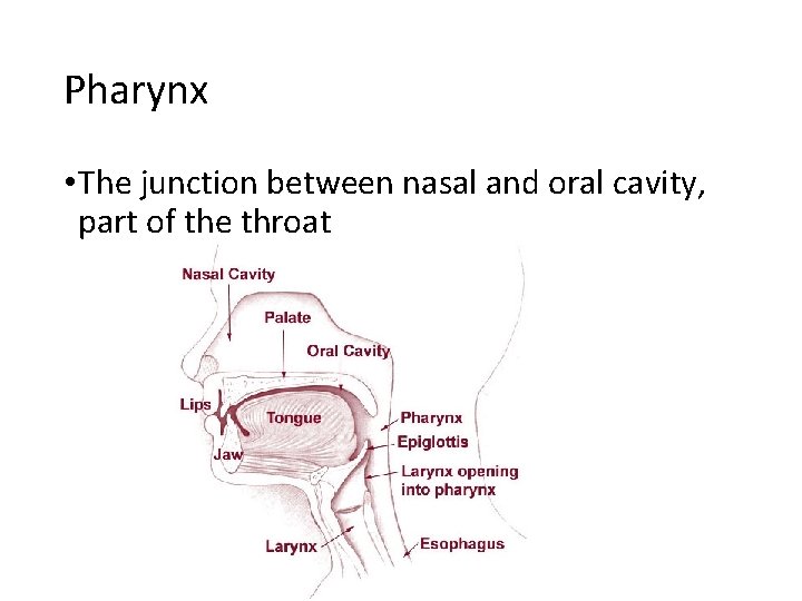 Pharynx • The junction between nasal and oral cavity, part of the throat 