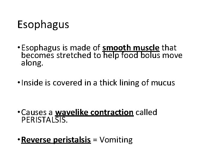 Esophagus • Esophagus is made of smooth muscle that becomes stretched to help food