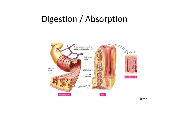 Digestion / Absorption 