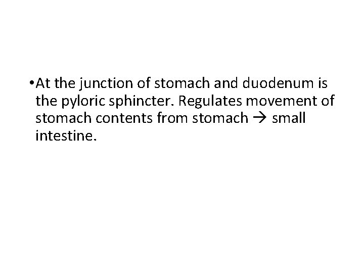  • At the junction of stomach and duodenum is the pyloric sphincter. Regulates