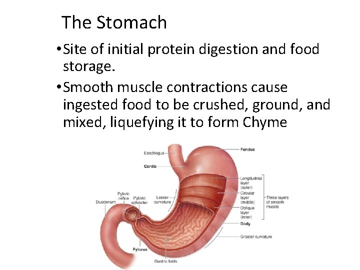 The Stomach • Site of initial protein digestion and food storage. • Smooth muscle