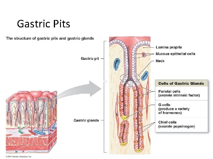 Gastric Pits 