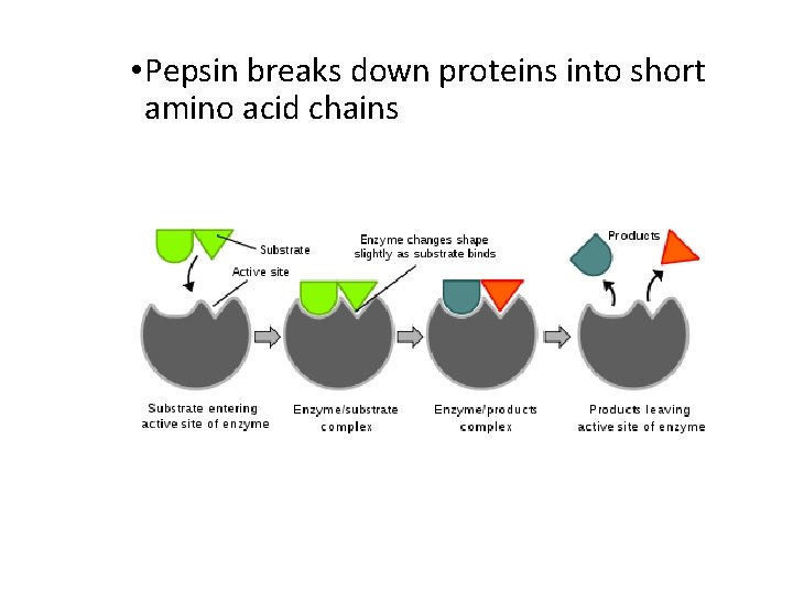  • Pepsin breaks down proteins into short amino acid chains 