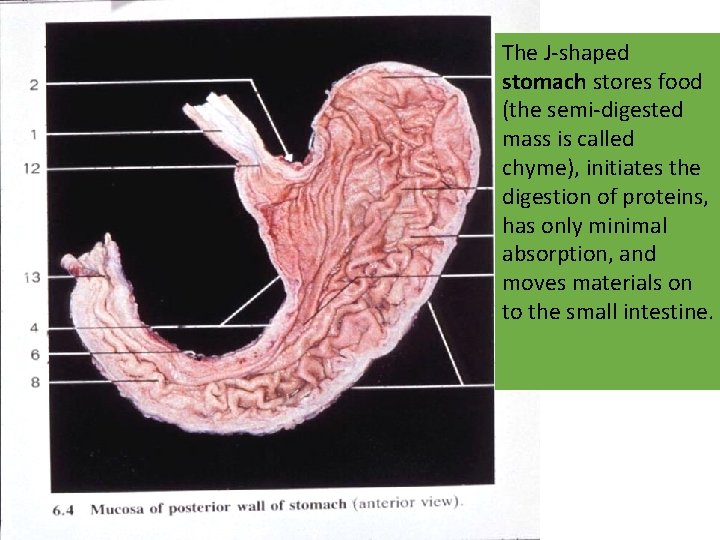 The J-shaped stomach stores food (the semi-digested mass is called chyme), initiates the digestion