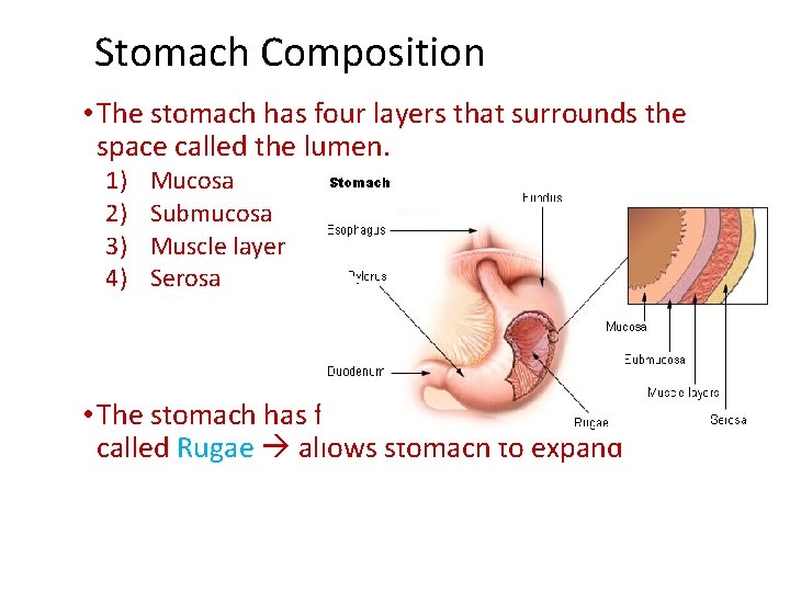 Stomach Composition • The stomach has four layers that surrounds the space called the