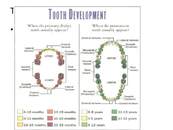 Teeth • Primary teeth vs. secondary teeth 