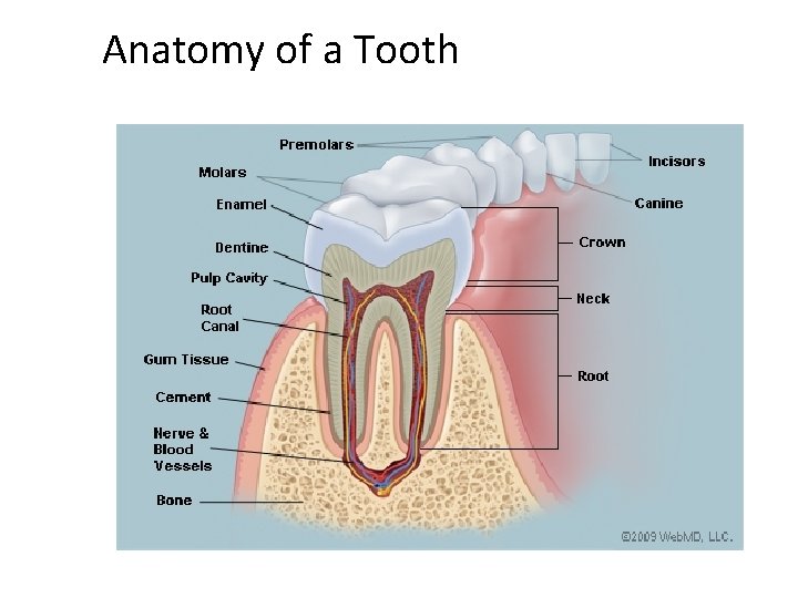 Anatomy of a Tooth 