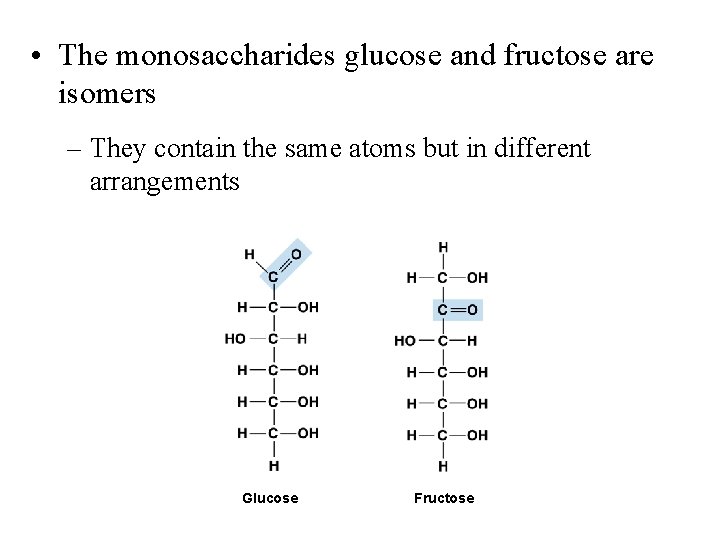  • The monosaccharides glucose and fructose are isomers – They contain the same