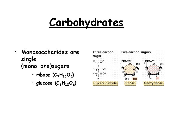 Carbohydrates • Monosaccharides are single (mono=one)sugars • ribose (C 5 H 10 O 5)