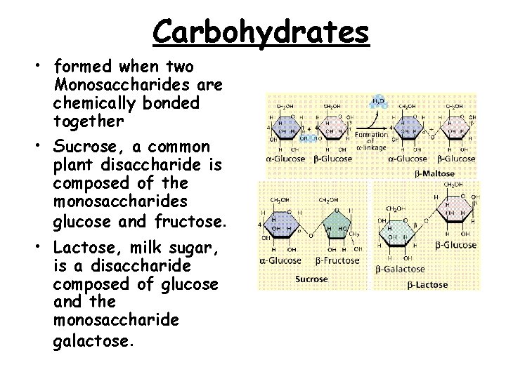 Carbohydrates • formed when two Monosaccharides are chemically bonded together • Sucrose, a common