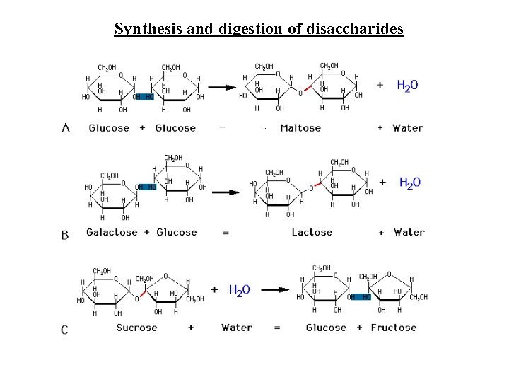 Synthesis and digestion of disaccharides 