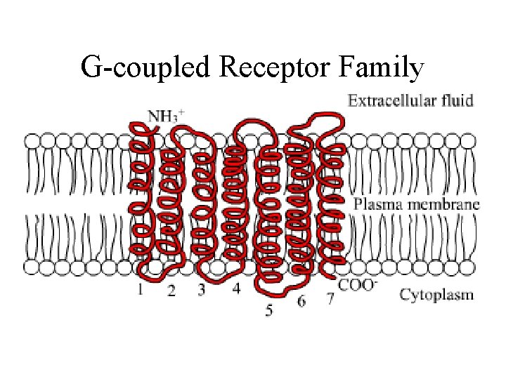 G-coupled Receptor Family 