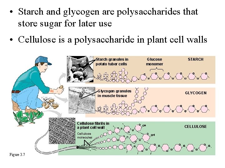  • Starch and glycogen are polysaccharides that store sugar for later use •