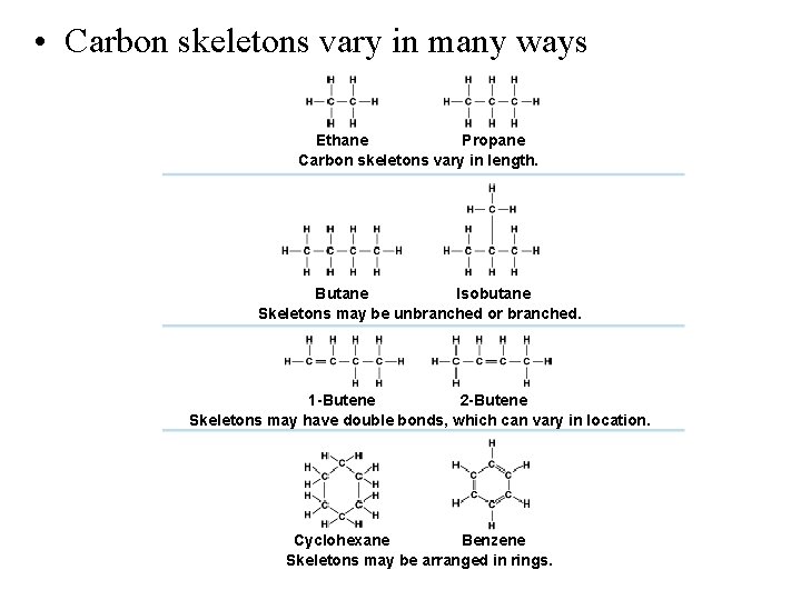  • Carbon skeletons vary in many ways Ethane Propane Carbon skeletons vary in