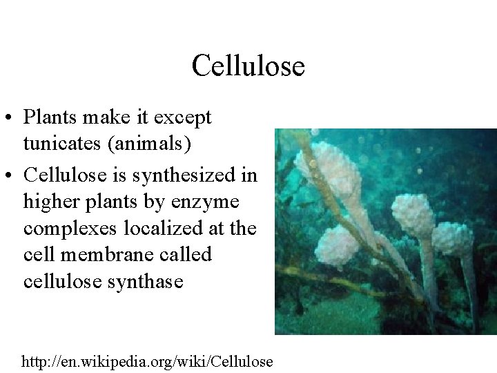 Cellulose • Plants make it except tunicates (animals) • Cellulose is synthesized in higher
