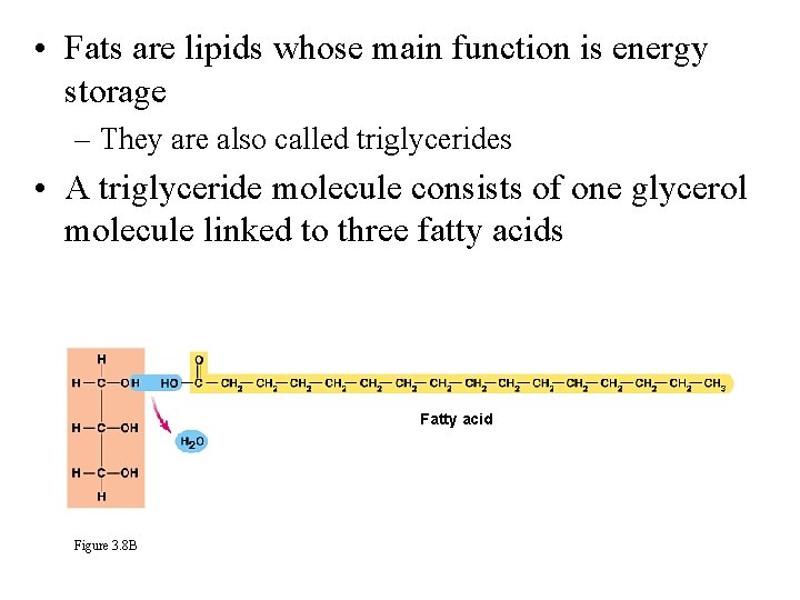  • Fats are lipids whose main function is energy storage – They are