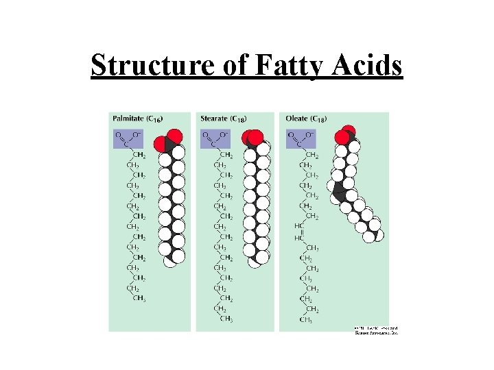 Structure of Fatty Acids 
