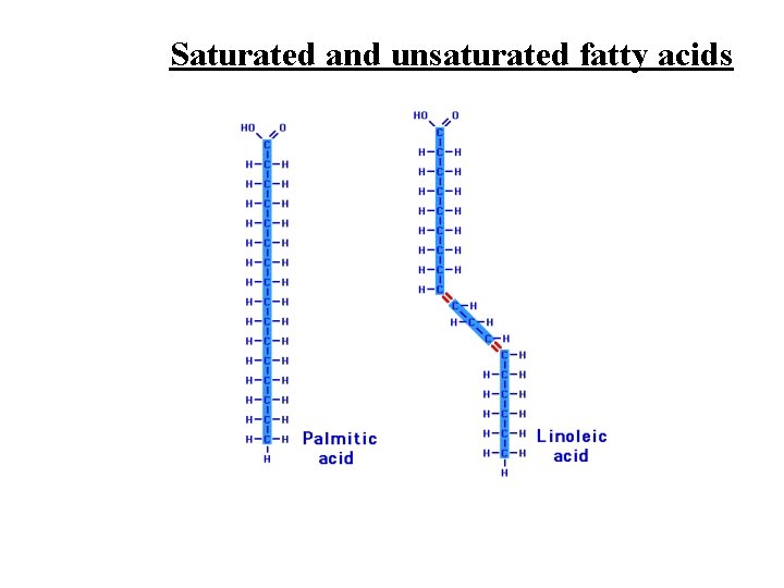 Saturated and unsaturated fatty acids 