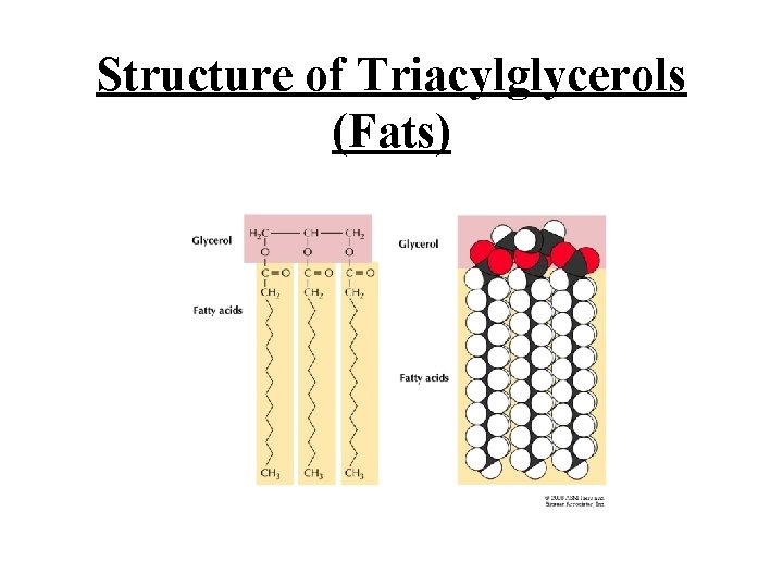 Structure of Triacylglycerols (Fats) 
