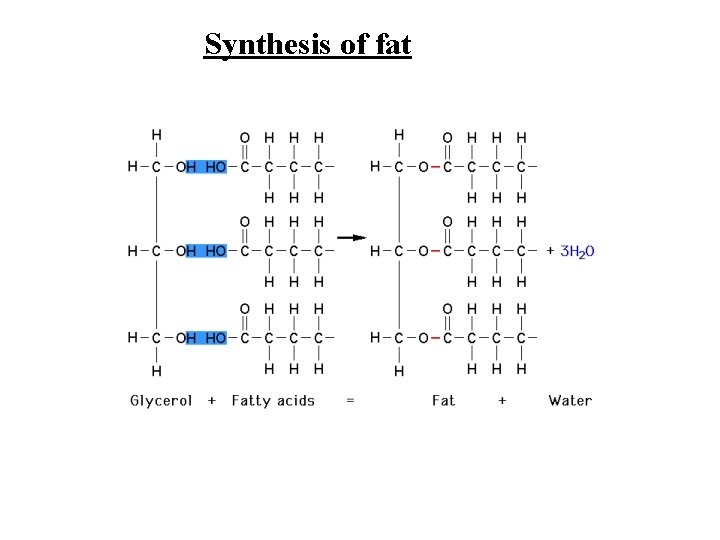 Synthesis of fat 