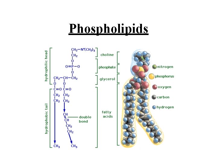 Phospholipids 