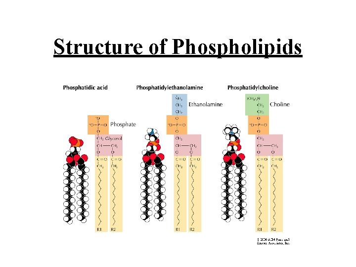 Structure of Phospholipids 