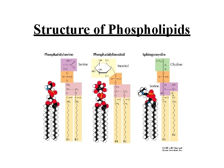 Structure of Phospholipids 