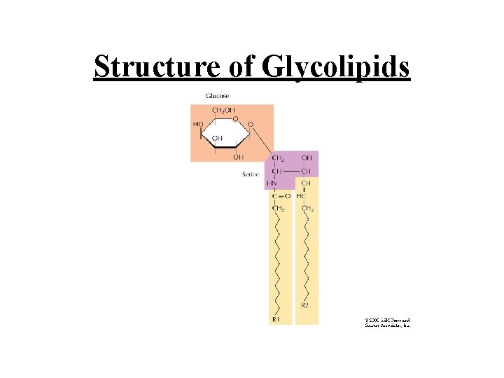 Structure of Glycolipids 