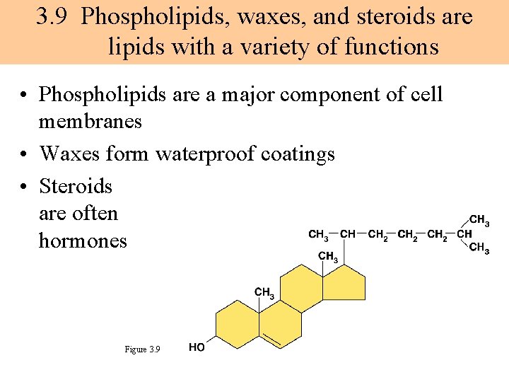 3. 9 Phospholipids, waxes, and steroids are lipids with a variety of functions •