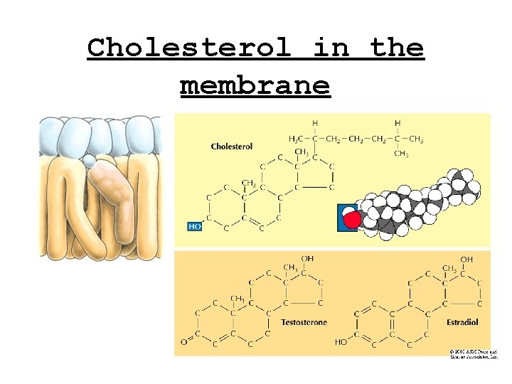 Cholesterol in the membrane 