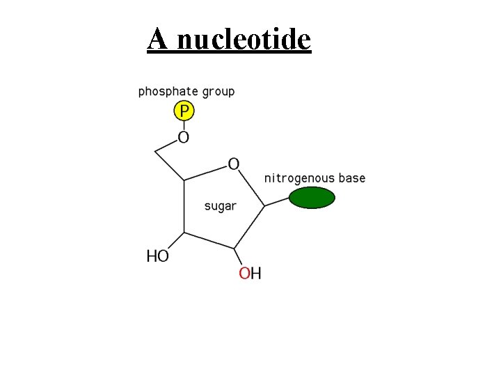 A nucleotide 