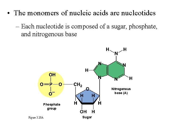  • The monomers of nucleic acids are nucleotides – Each nucleotide is composed