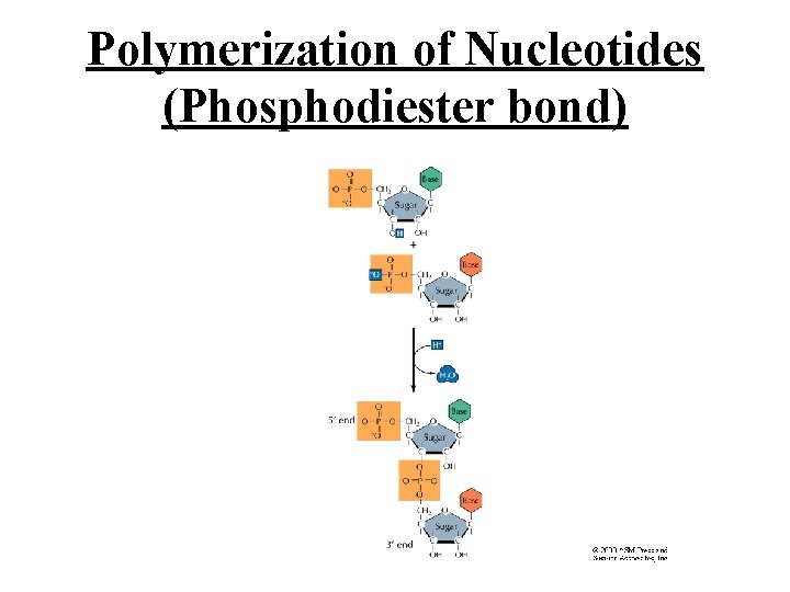 Polymerization of Nucleotides (Phosphodiester bond) 