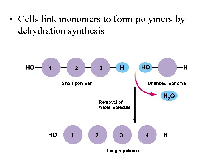  • Cells link monomers to form polymers by dehydration synthesis 1 2 3