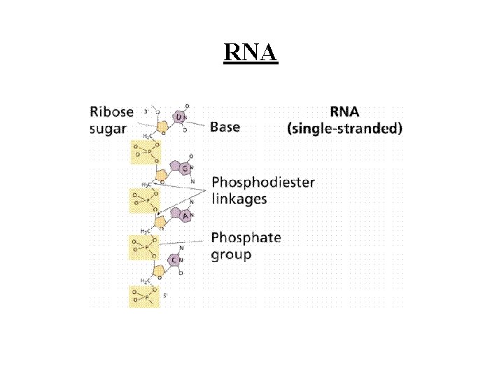 RNA 