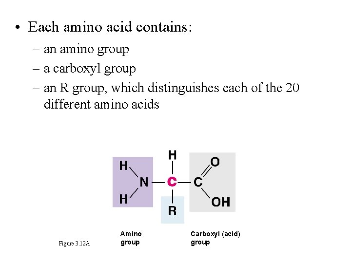  • Each amino acid contains: – an amino group – a carboxyl group