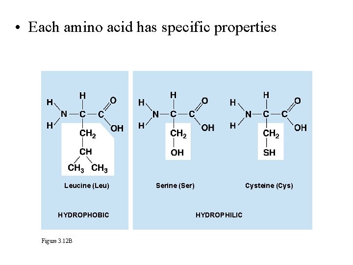  • Each amino acid has specific properties Leucine (Leu) HYDROPHOBIC Figure 3. 12