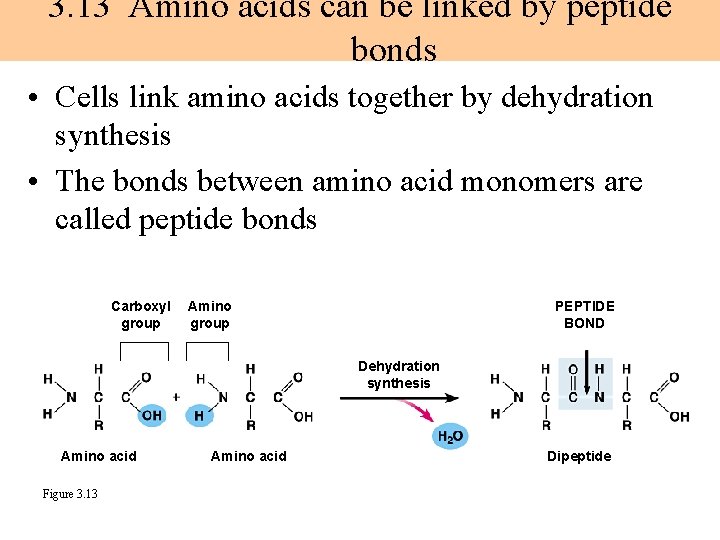 3. 13 Amino acids can be linked by peptide bonds • Cells link amino