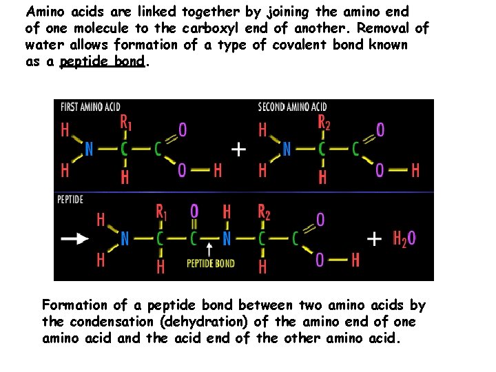 Amino acids are linked together by joining the amino end of one molecule to